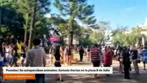 Posadas | Se autoperciben animales: Juntada therian en la plaza 9 de Julio