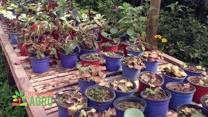 Tecnificando el Agro | Flores, suelos y ciencia