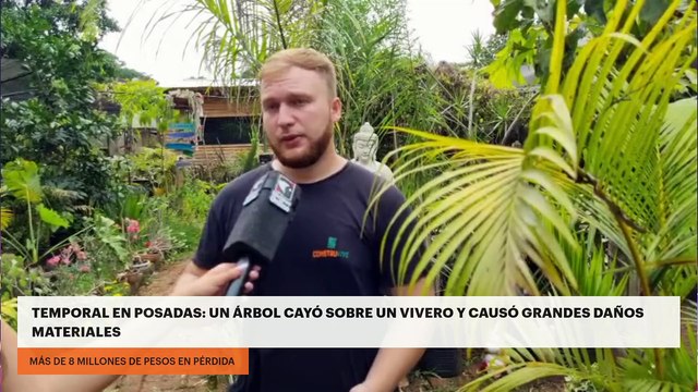 Temporal en Posadas: un árbol cayó sobre un vivero y causó grandes daños materiales