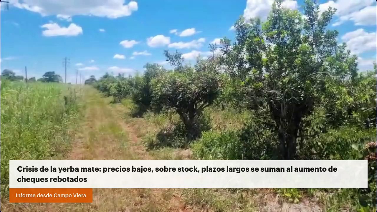 Crisis de la yerba mate: precios bajos, plazos largos se suman al aumento de cheques rebotados