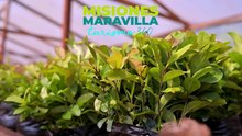 EN VIVO: Arriba Misiones. Toda la actualidad de Posadas y el interior en tiempo real