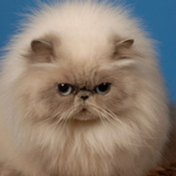 Atelier De Coiffure ARRAKIS-CAT'S