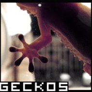 geckosteam