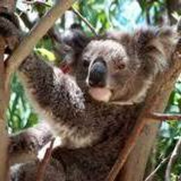 petitkoala15