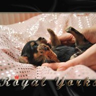 Yorkshire Türkiye Club By Selmin Akdağ