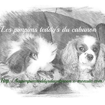Les pimpims teddy's du cabanon