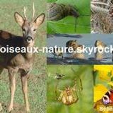 oiseaux-nature