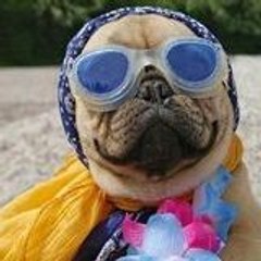 smalldogsbreeds