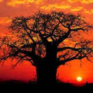 BAOBAB SPRINTER PROD.