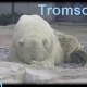 MES_OURS_POLAIRES