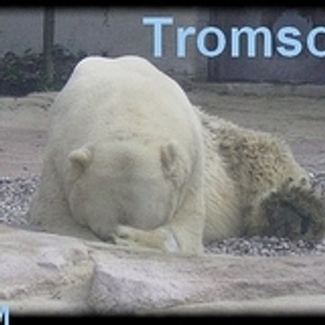 MES_OURS_POLAIRES