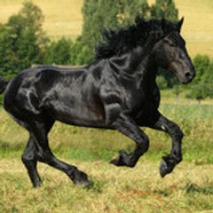 rorobogoss