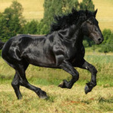 rorobogoss