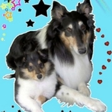 toilettage mousse dog