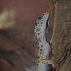 dumans