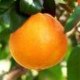domaine-des-orangers