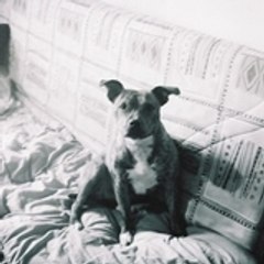 bullandterrier