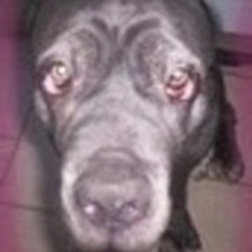 staffie002