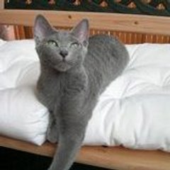 Gatunos.com - tania