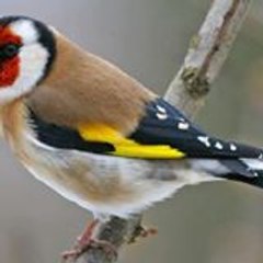 abdelk019