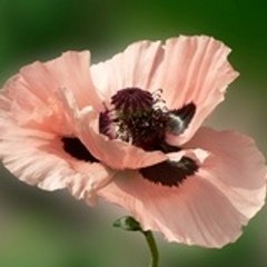 floralix44