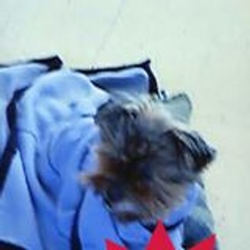 sasuketheboss59