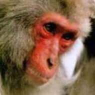 Macaque909