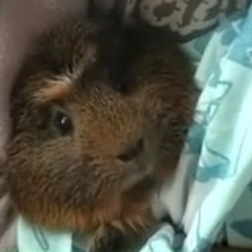 zozoetpaco