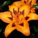 lysorange