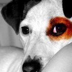 daika-jackrussell