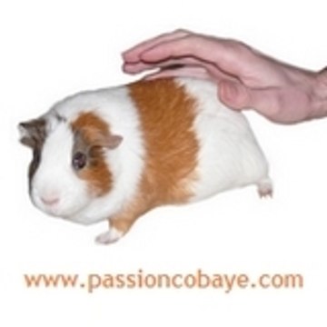 PassionCobaye