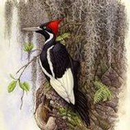 woodpecker1111
