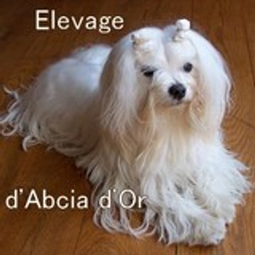 Bichon-Maltais
