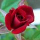 laetitia597