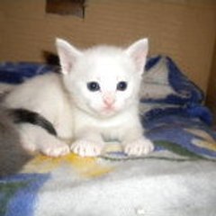 Faty