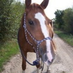 Sultanette