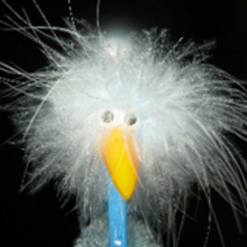 Crazy Bird