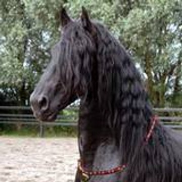 Céline