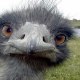 droz-grey raphael
