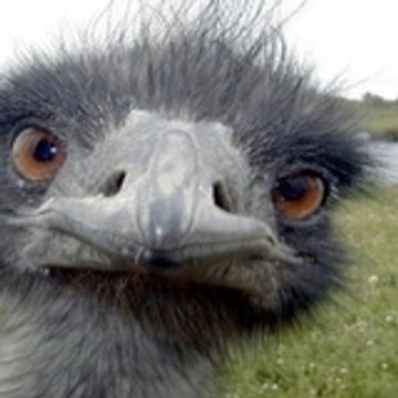 droz-grey raphael