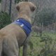vidéo chien d'assistance irvi