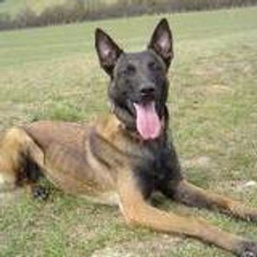 le petit ramouel de poche