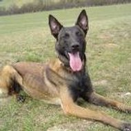 le petit ramouel de poche