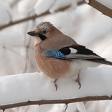 vie-oiseaux