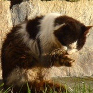 kerkobah