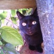 Bénévole de sos chats libres mère chats