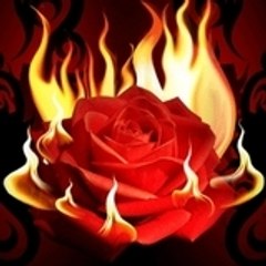 _red_rose_