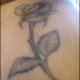 rose7500