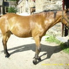 I-love-horse-and-dogs