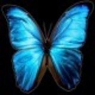 Bluebutterfly